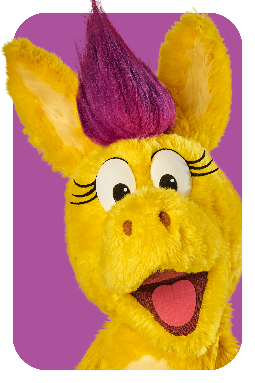 Donkey Hodie