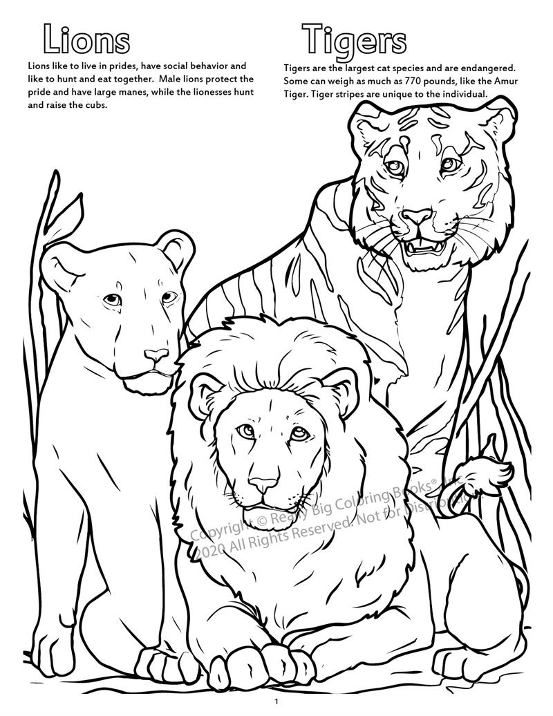 Lions and Tigers Coloring Page