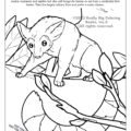 The Ringtail - Arizona State Mammal Coloring Page