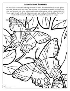 Two Tailed Swallow - Arizona State Butterfly Coloring Page