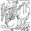 Asian Birds Coloring Page