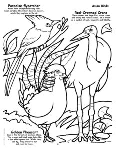 Asian Birds Coloring Page