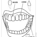 Types of Teeth Coloring Page