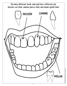 Types of Teeth Coloring Page