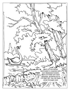 Forrest in the Pacific Northwest Coloring Page