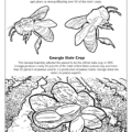 Honeybee Georgia State Insect and Peanut Georgia State Crop Coloring Page