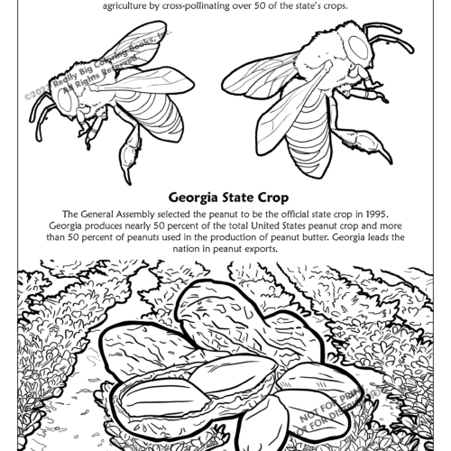 Georgia State Coloring Book 8.5 x 11
