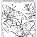 Hawaii State Coloring Book. Hawaii State Butterfly: Pulelehua or Kamehameha Butterfly