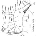 Parts of a Horse Coloring Page
