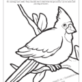 Illinois State Bird Coloring Page
