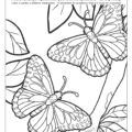 Illinois State Bug Coloring Page