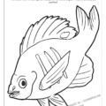 Illinois State Fish Coloring Page