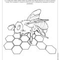 Missouri State Insect Coloring Page