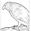 New Hampshire State Raptor Coloring Page