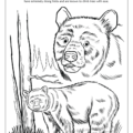 New Mexico State Coloring Book