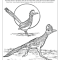 New Mexico State Coloring Book