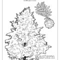 Eastern Hemlock Coloring Page Pennsylvania State Tree