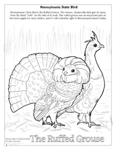 Ruffled Grouse Coloring Page Pennsylvania State Bird
