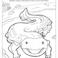 Eastern Hellbender Coloring Page Pennsylvania State Amphibian
