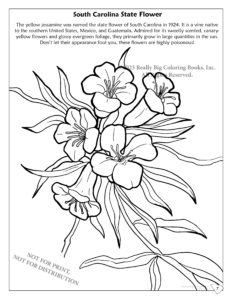 Yellow Jassamine - South Carolina State Flower Coloring Page