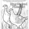 State of South Dakota Coloring Page: South Dakota State Bird Ring-Necked Pheasant
