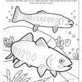 Utah State Fish Coloring Page: Bonneville Cutthroat Trout found in the Bonneville Basin