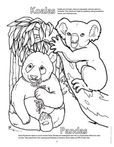 Koalas and Pandas Coloring Page