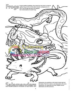 Frog and Salamander Coloring Page