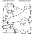Walrus and Seals Coloring Page