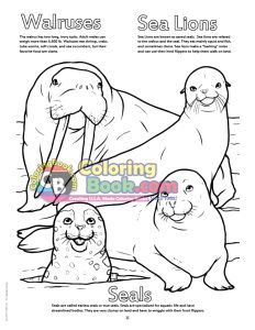 Walrus and Sea Lions Coloring Page