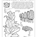 Dangers of Tobacco Imprint Coloring Page: Where Tobacco Comes From