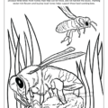 Kentucky State Coloring Books