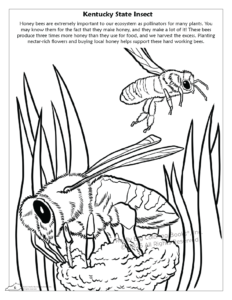 Kentucky State Coloring Books