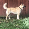 Beau Doggy Goes for a Walk