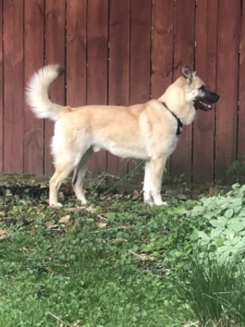 Beau Doggy Goes for a Walk