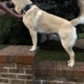 Beau Doggy Goes for a Walk
