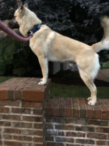 Beau Doggy Goes for a Walk