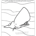 Connecticut State Coloring Book