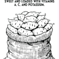 Sweet Potatoes Coloring Page