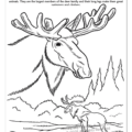 Maine State Coloring Book